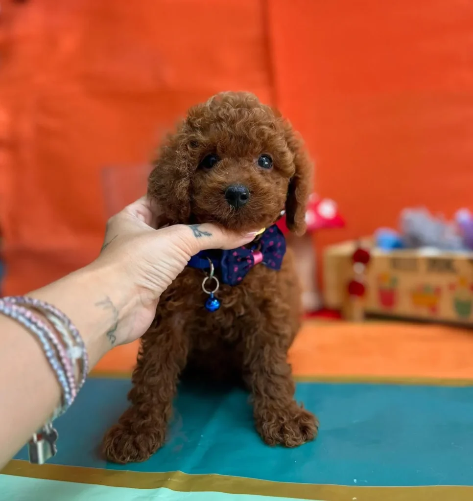 poodle-yavru