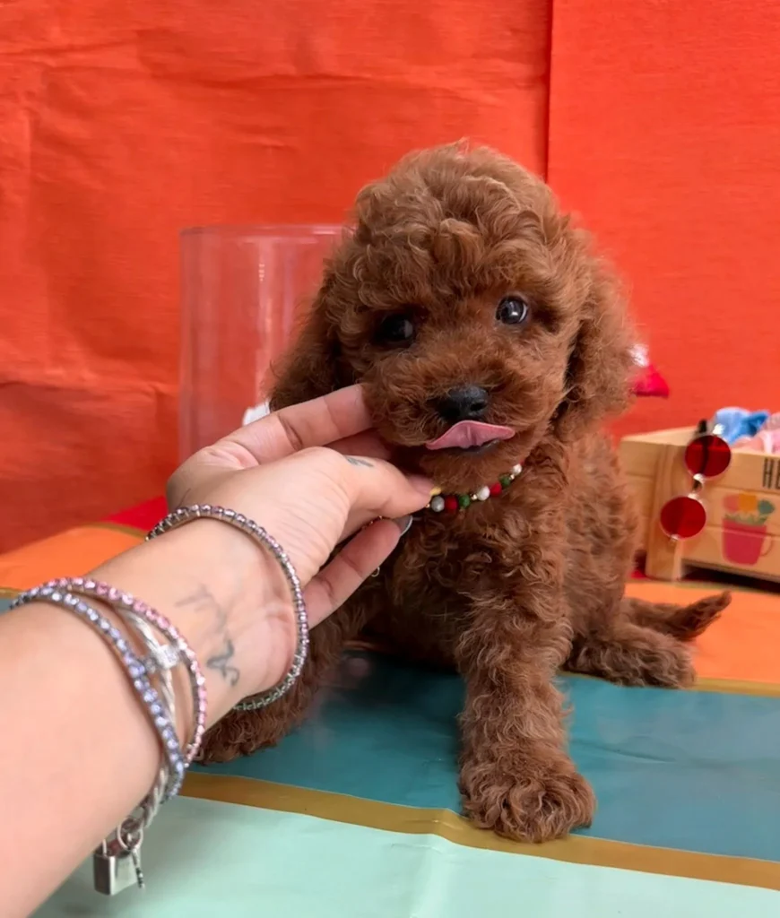 teacup-poodle