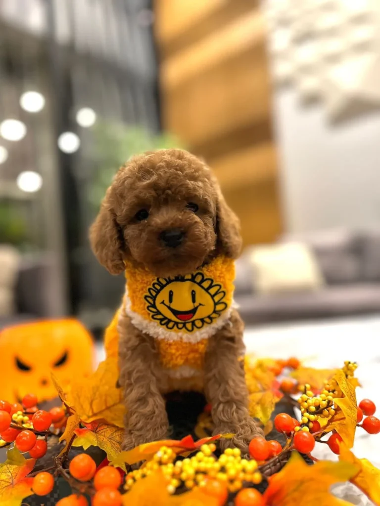 toy-poodle-fiyat