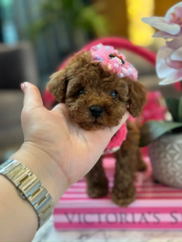 yavru-poodle